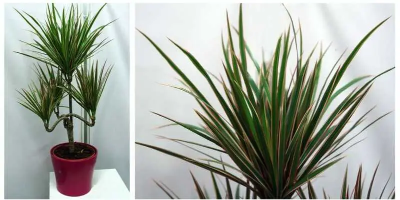 Драцена Маргината Биколор Д17 Н65