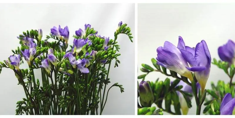 Фрезия Дельта Ривер