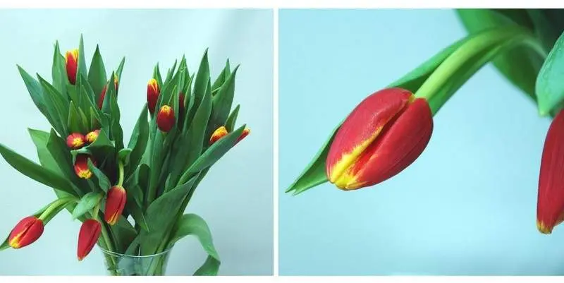 Тюльпан Денмарк