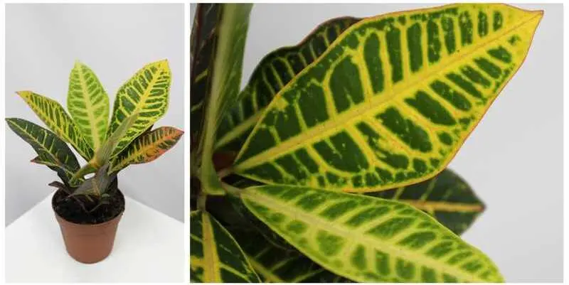 Кодиеум Петра Д12