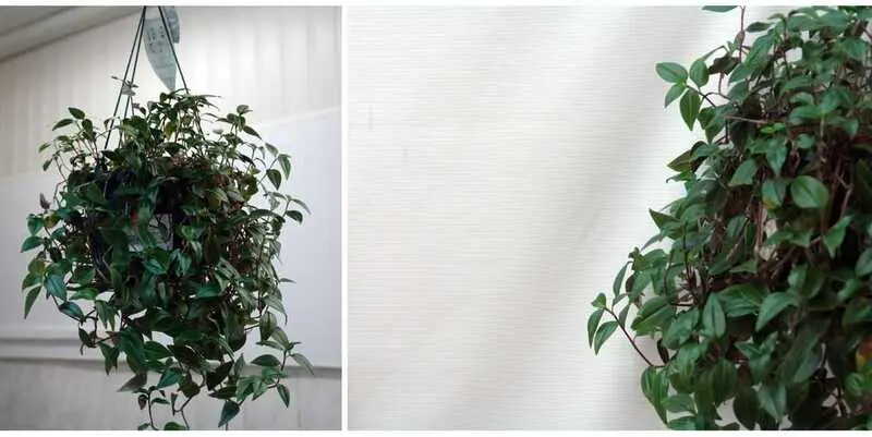 Традесканция микс Д18 Н35